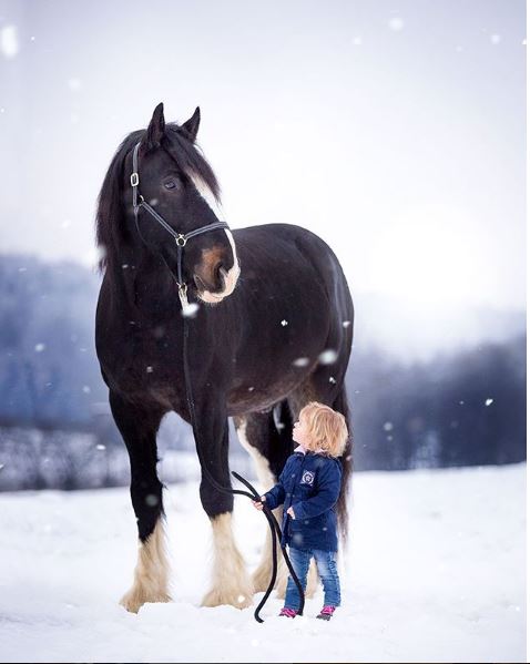 Horse Photographer Of The Week 